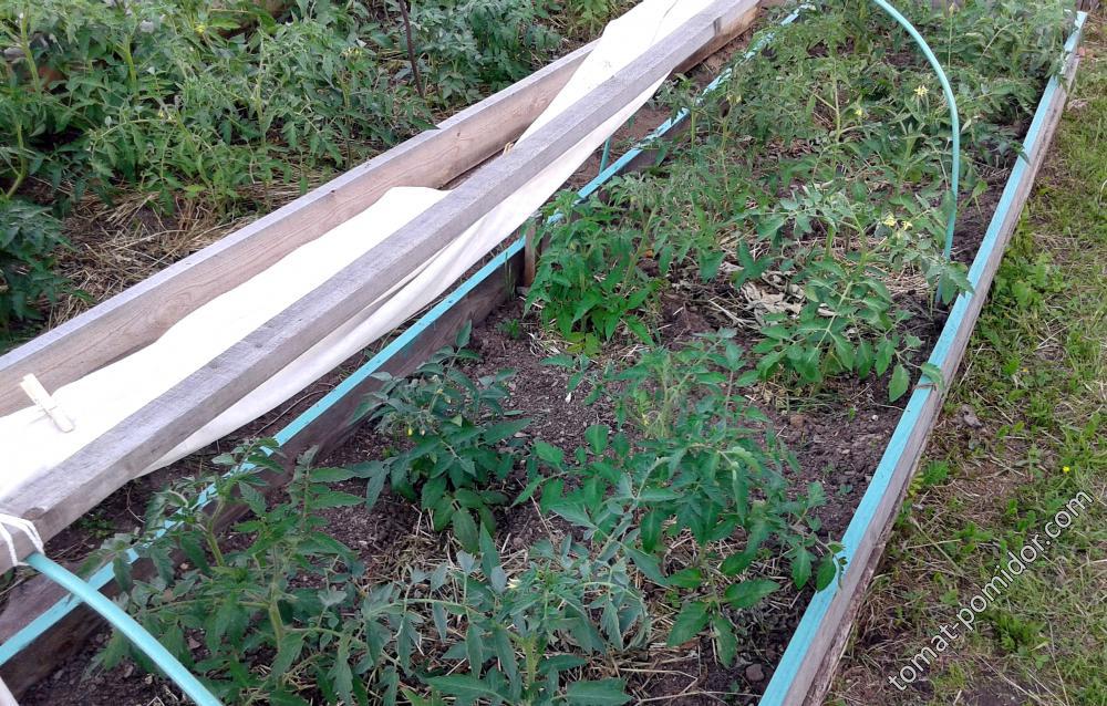 томаты в О.Г. на грядке с ямами по Шадрину