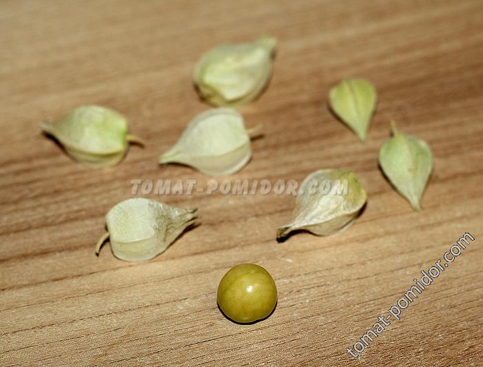 Aunt Molly’s Ground Cherry