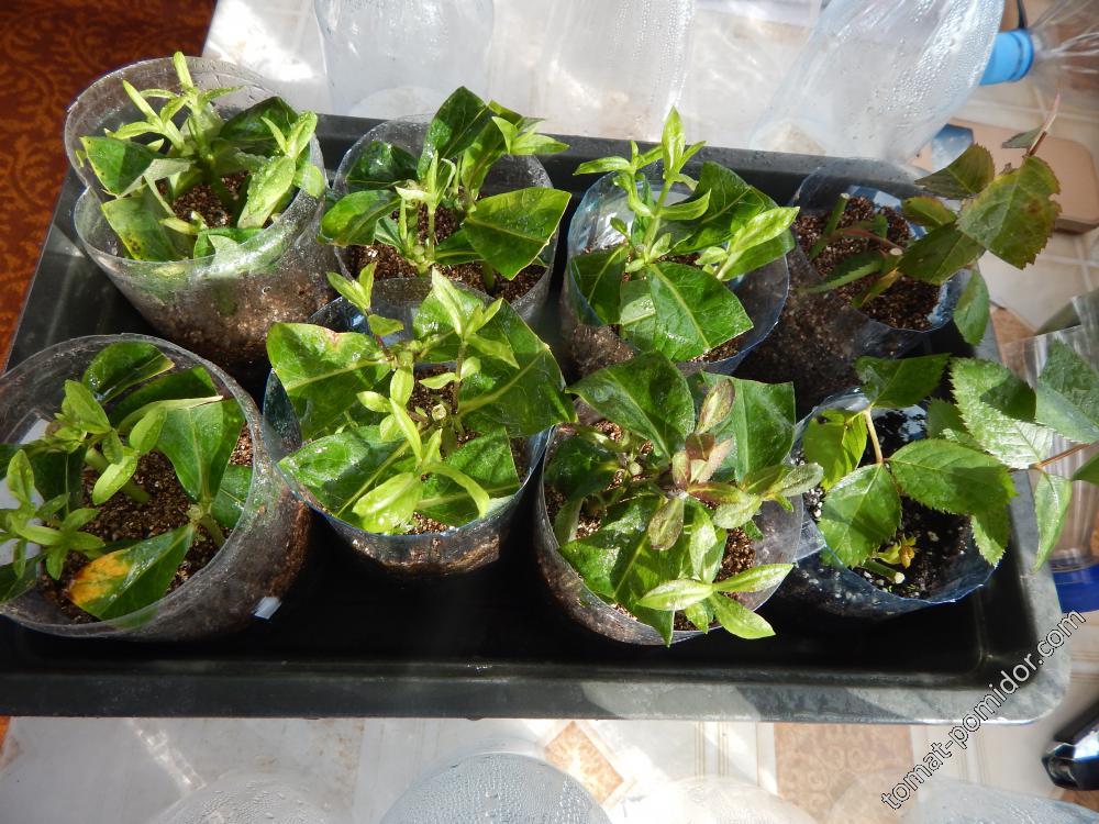 Личный опыт: как размножить зелеными черенками трудноукореняемые растения
