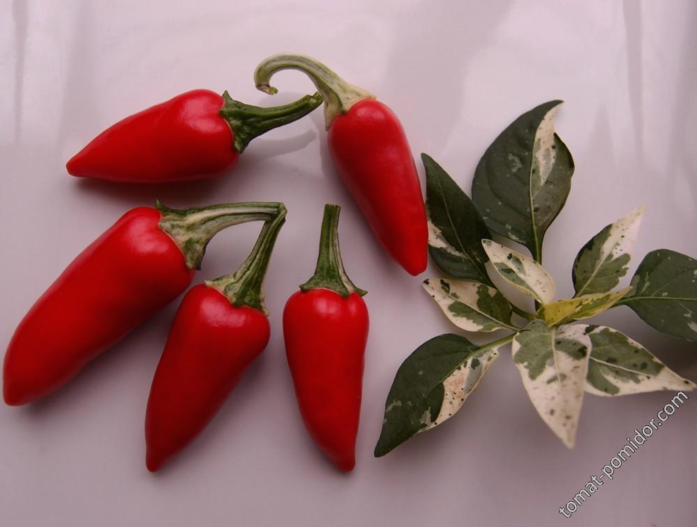 Fish Pepper (вариегантный)