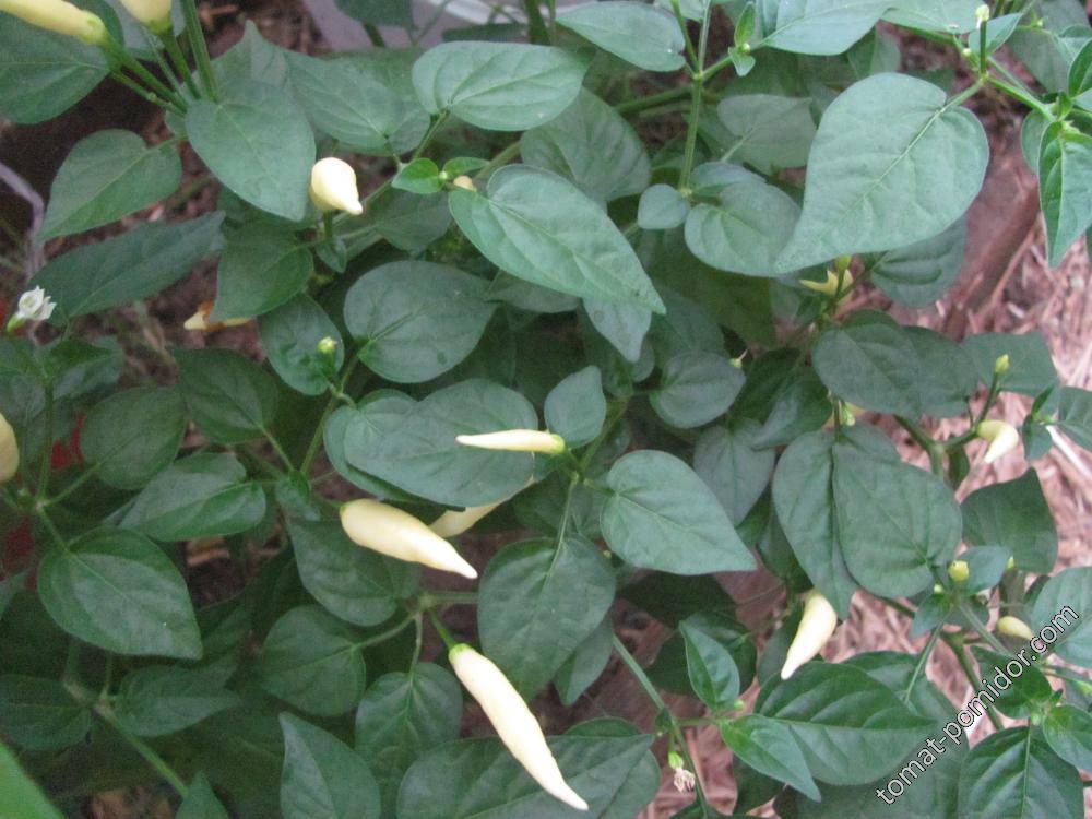 Aji omnicolor