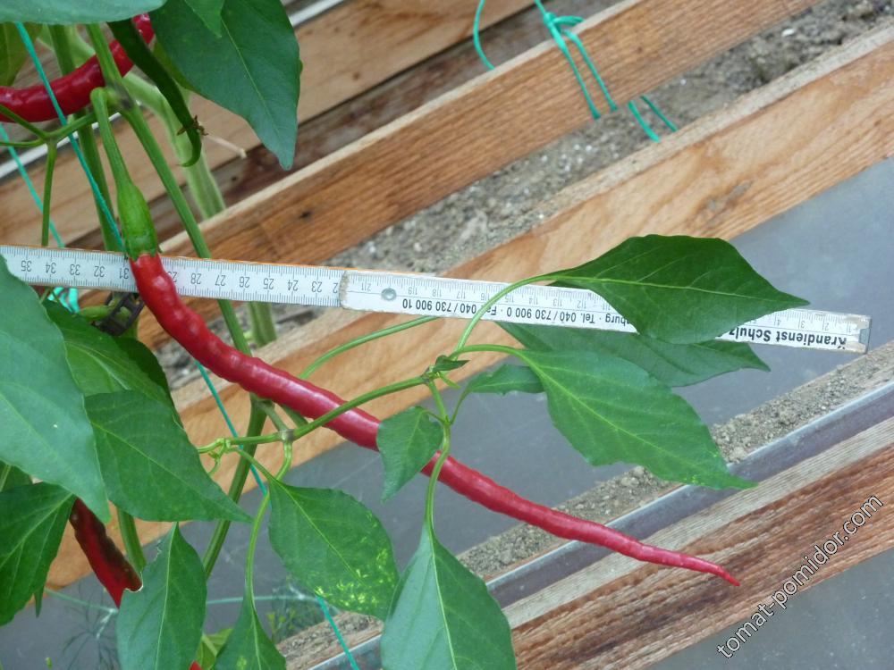 Joe's long Cayenne