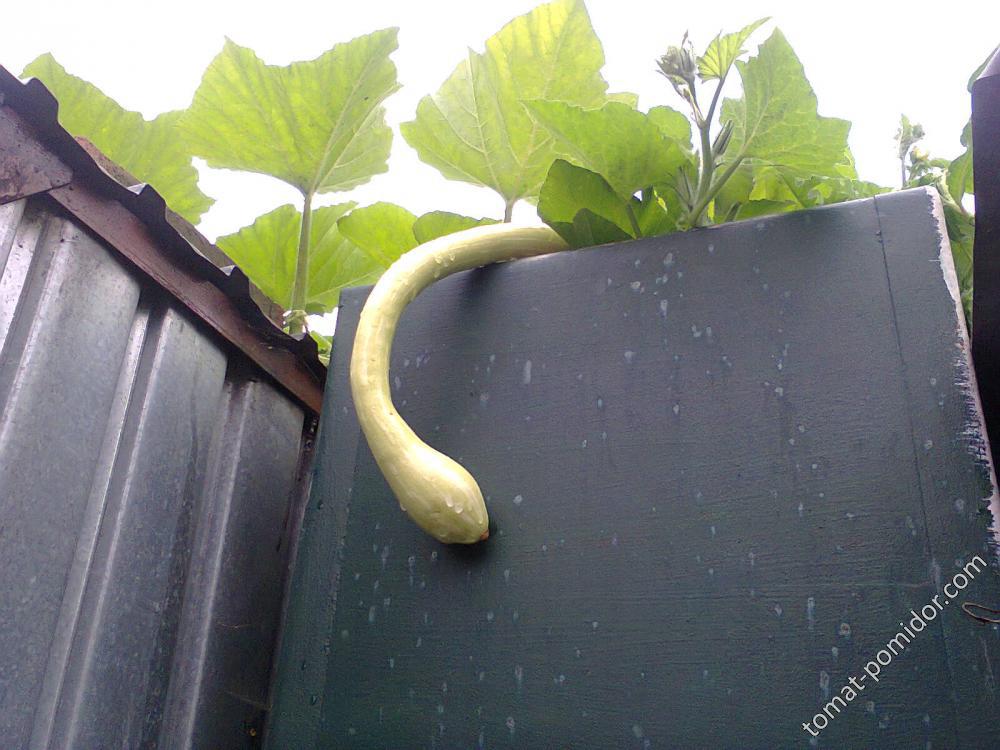 Zucca Albenga di Trombetta