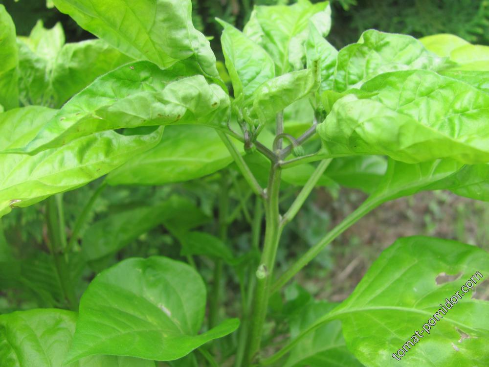 Trinidad scorpion Moruga chocolate