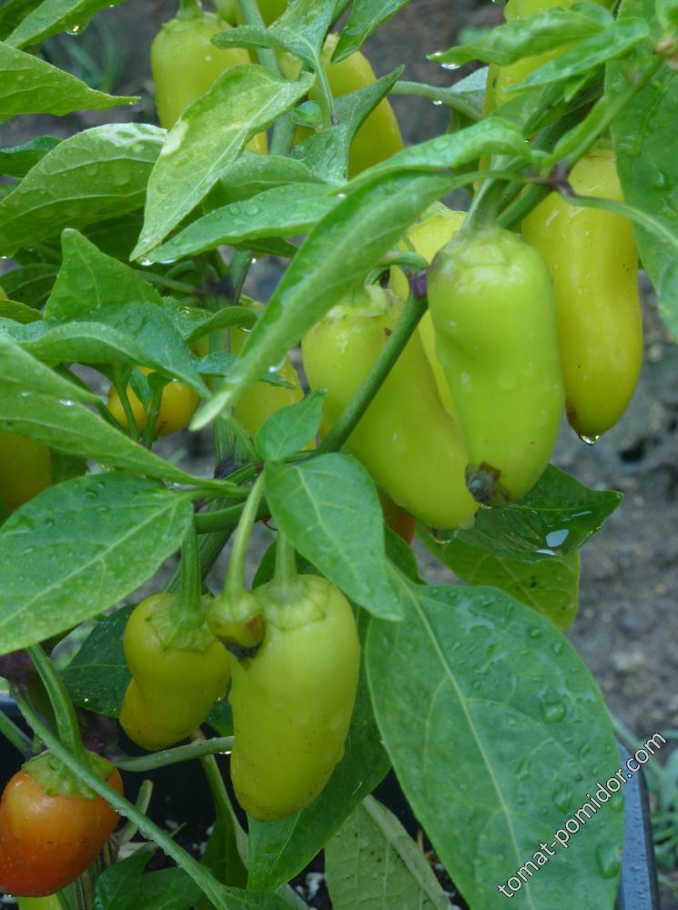 Jalapeno Numex Pinata