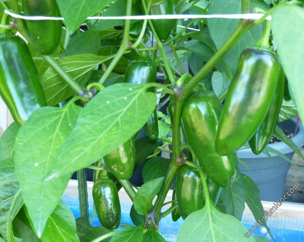 Jalapeno Colima