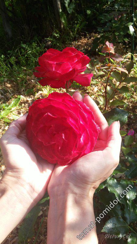 Роза флорибунда - Midsummer
