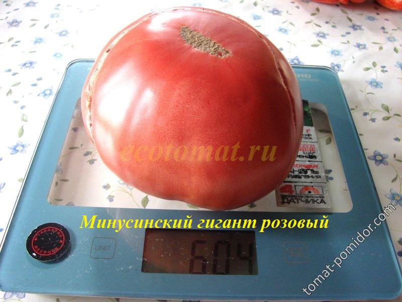 Минусинский гигант розовый