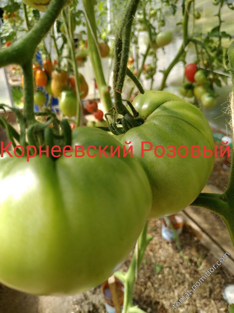 Корнеевский Розовый