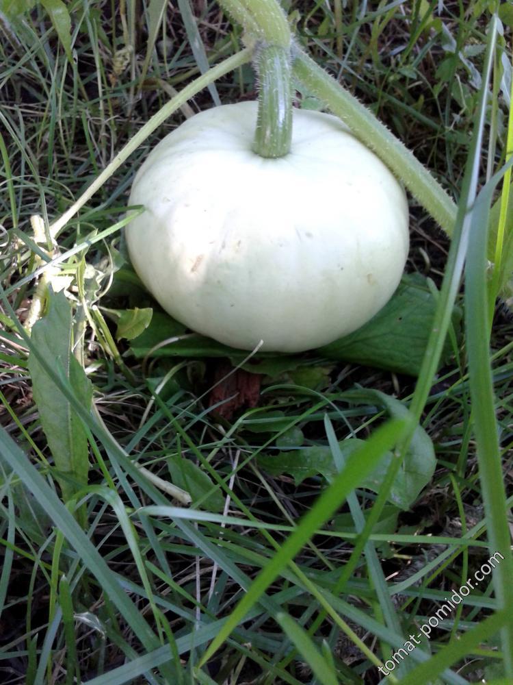 Тыква Новозеландская (от БК)