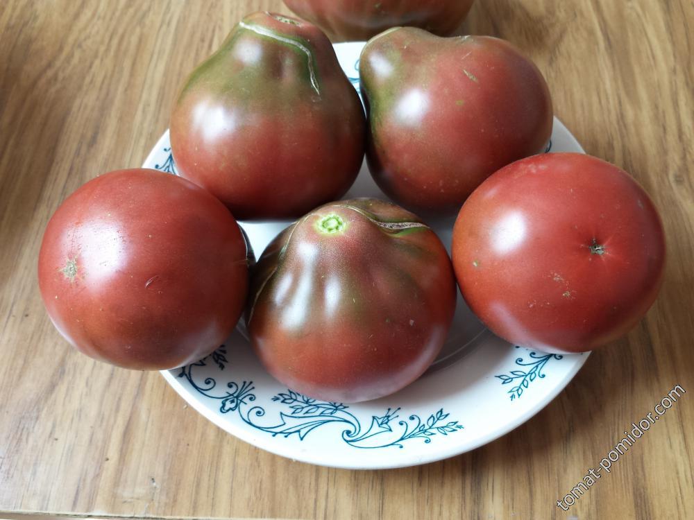 Лампочка томат характеристика и описание сорта фото