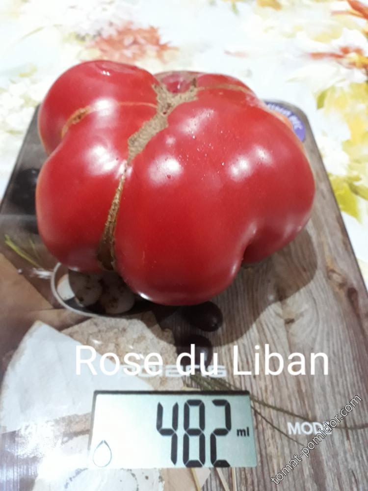 Rose du Liban