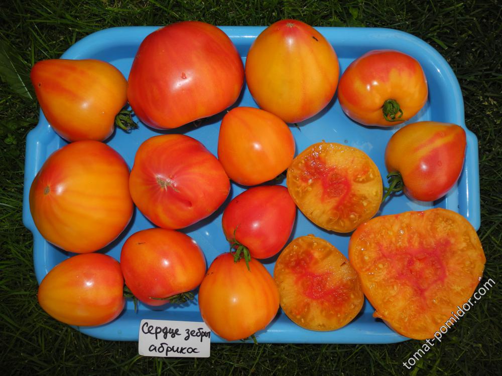 Сердце зебры абрикос (Couere de Zebre Apricot, Франция)