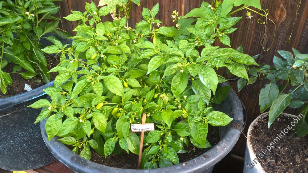 White Habanero