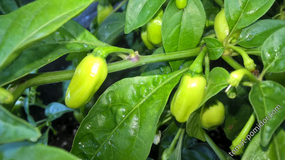 White Habanero