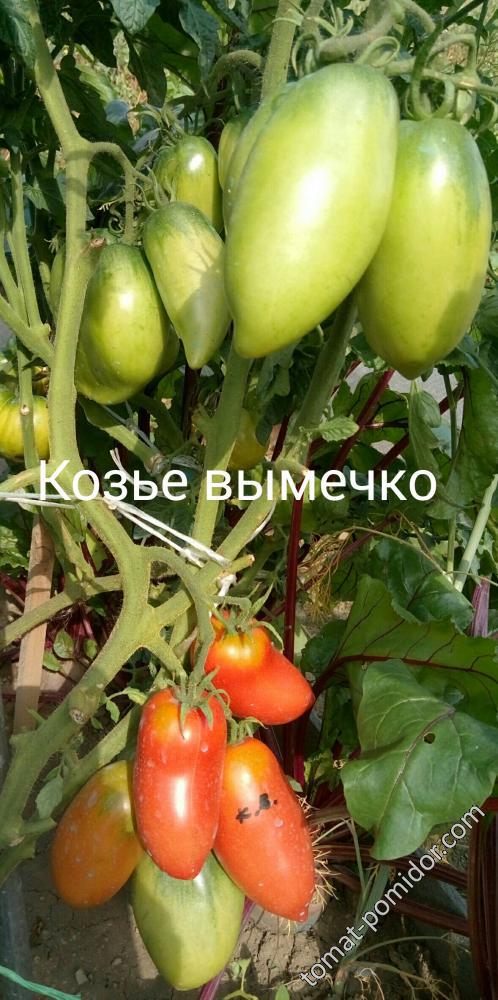 Козье вымычко