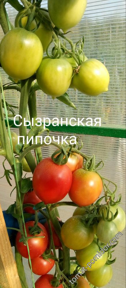 Сызранская пипочка