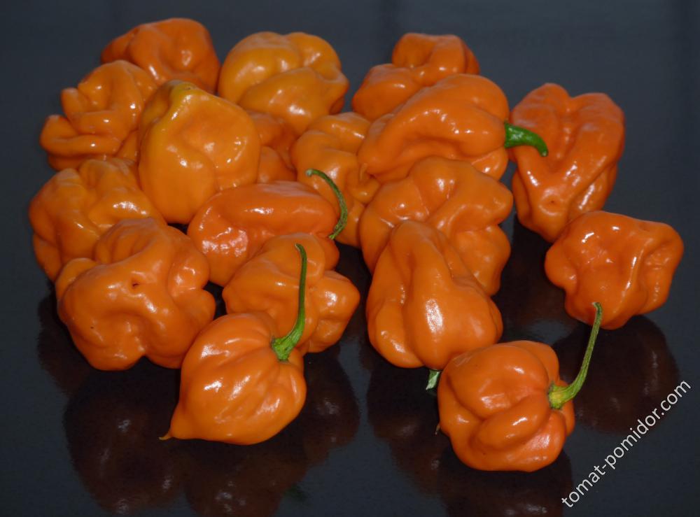 Foodorama Scotch Bonnet (10++)