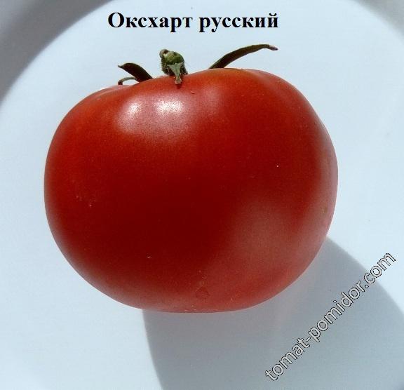 Оксхарт русский