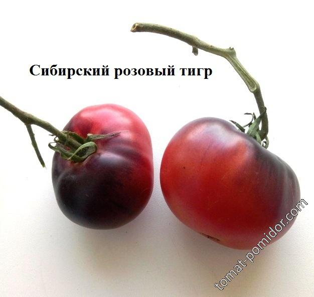 Сибирский розовый тигр