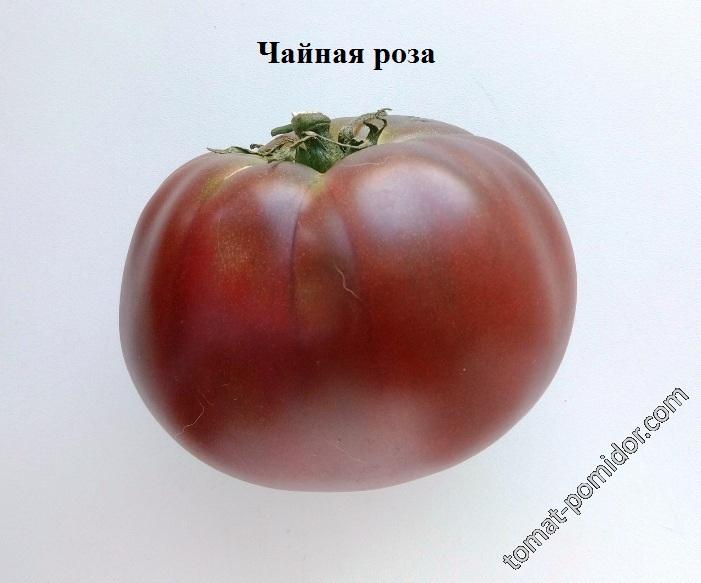 Чайная роза