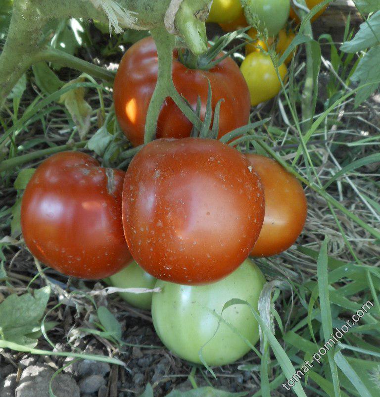Минусинский яблочный томат описание сорта фото