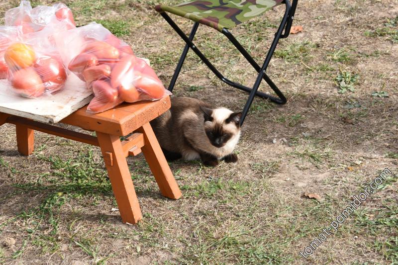 Ну куда  же мы без помидор и там их нашли