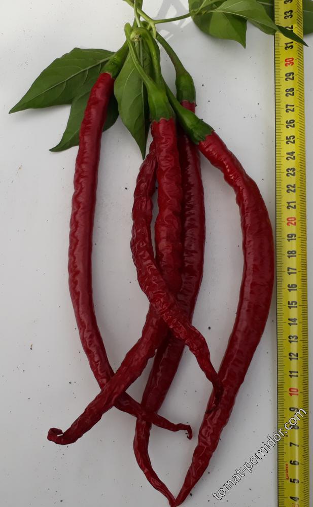 Joe`s Long Cayenne 