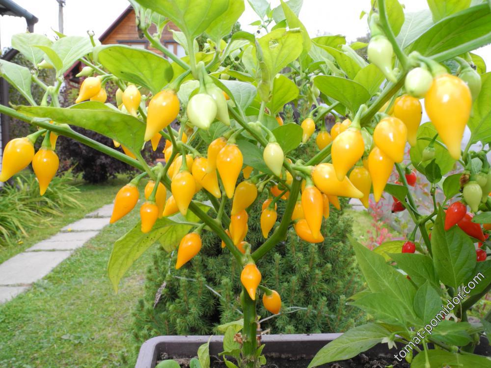 Клюв желтый (острый перец Biquinho Amarelo, вид Capsicum chinense)