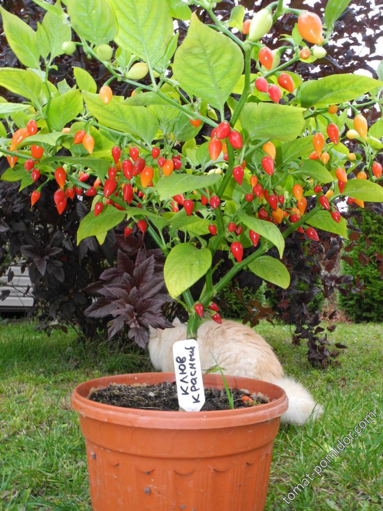 Клюв красный (острый перец BIQUINHO, вид Capsicum chinense)