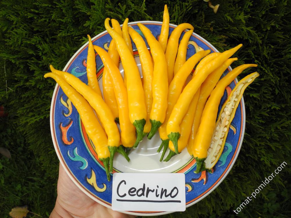 Cedrino - острый перец (C. Annuum)