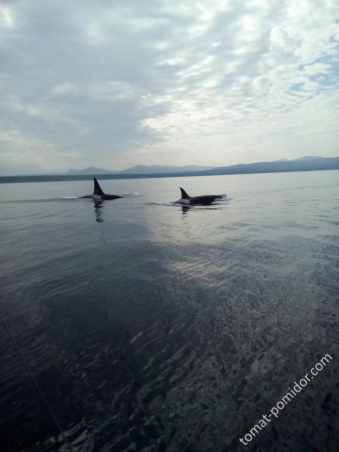 касатки в 40 км от Охотского моря (в проливе), сегодня