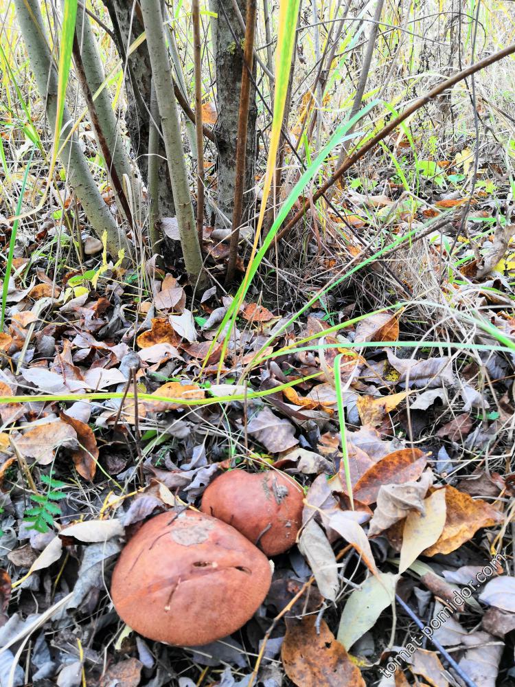 В посадках 10.10.18г.