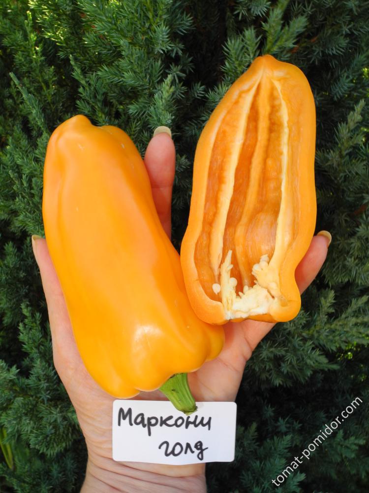 Маркони голд