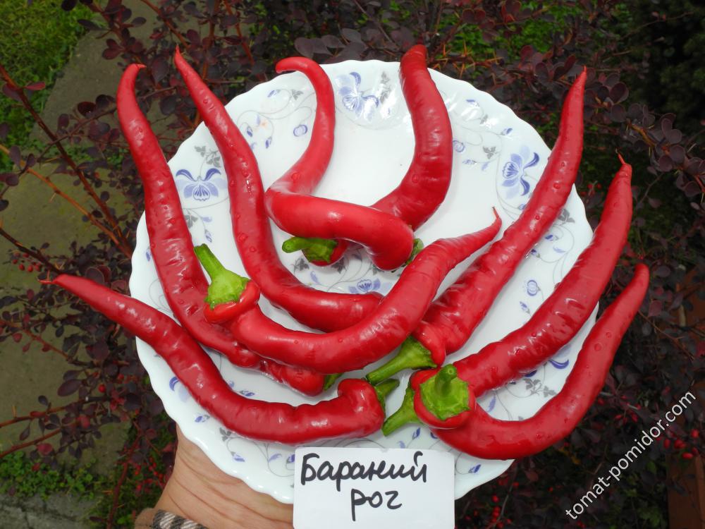 Бараний рог (слабоострый)