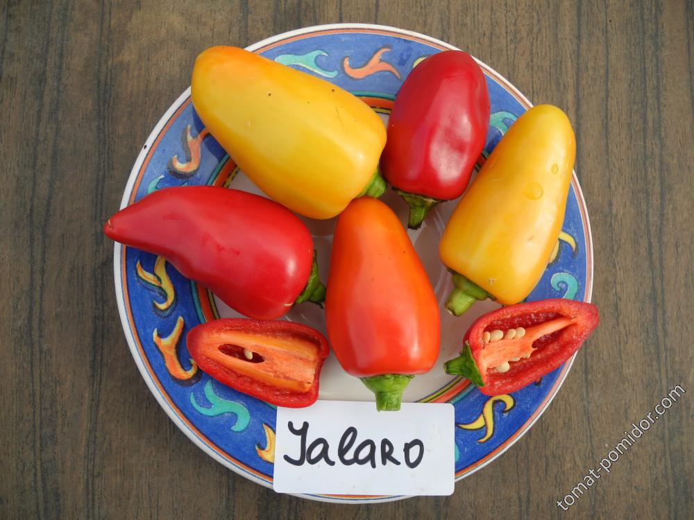 Острый перец Jalaro (C. Annuum)