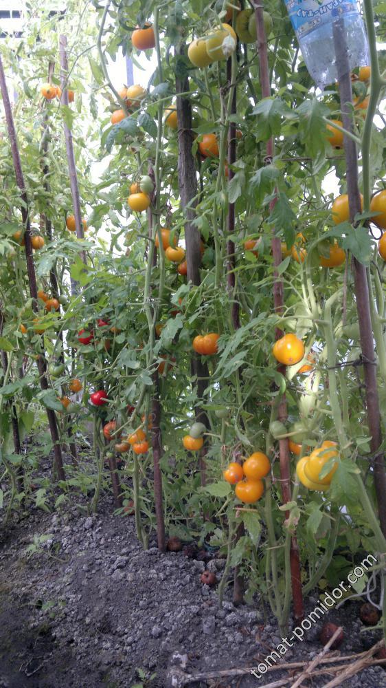 янтарный непасынкующийся в теплице