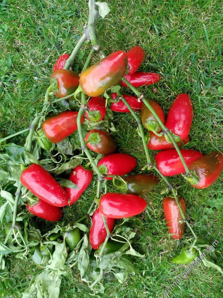 Halapeno NuMex Jalmundo