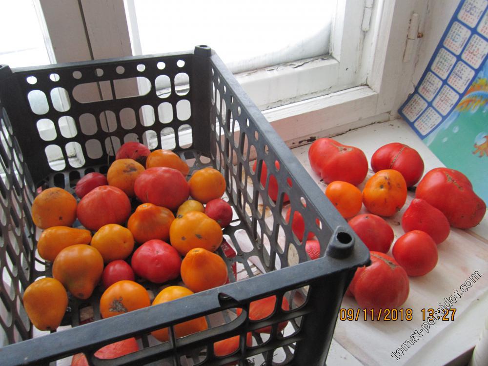 Хранение свежих плодов томата.