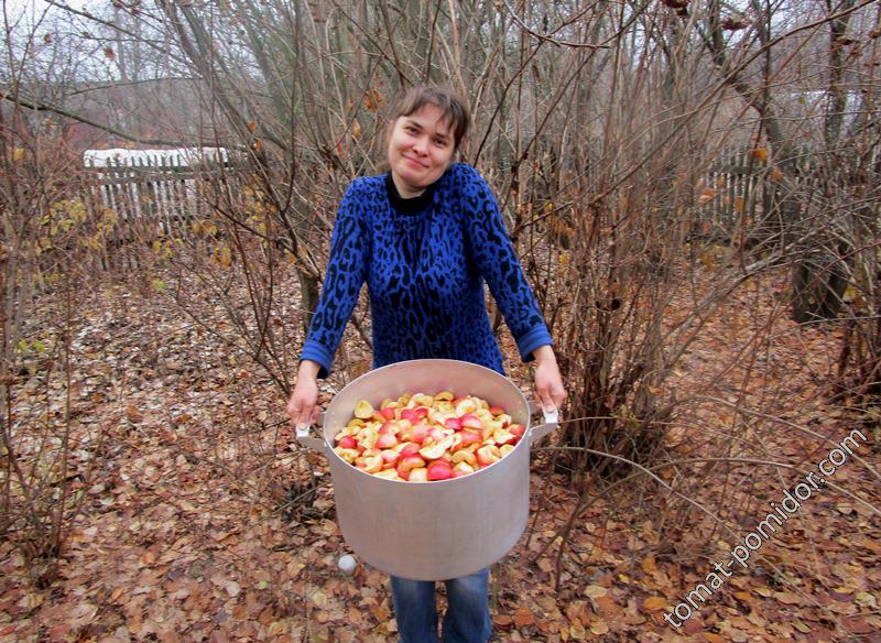 я с яблоками, подготовленными для сока (3 10л ведра яблок)