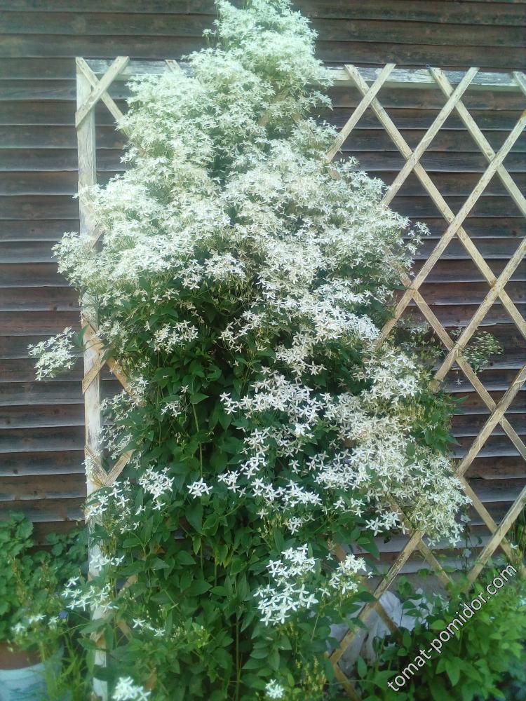 Клематис белый мелкоцветковый фото в саду