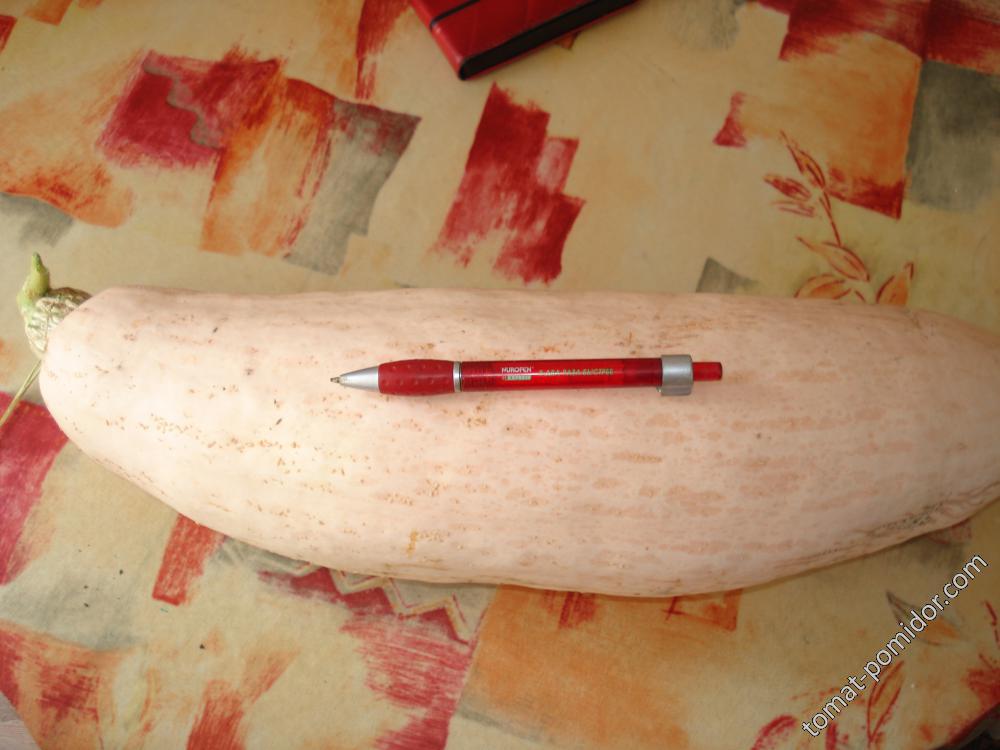 Jumbo Pink Banana Squash