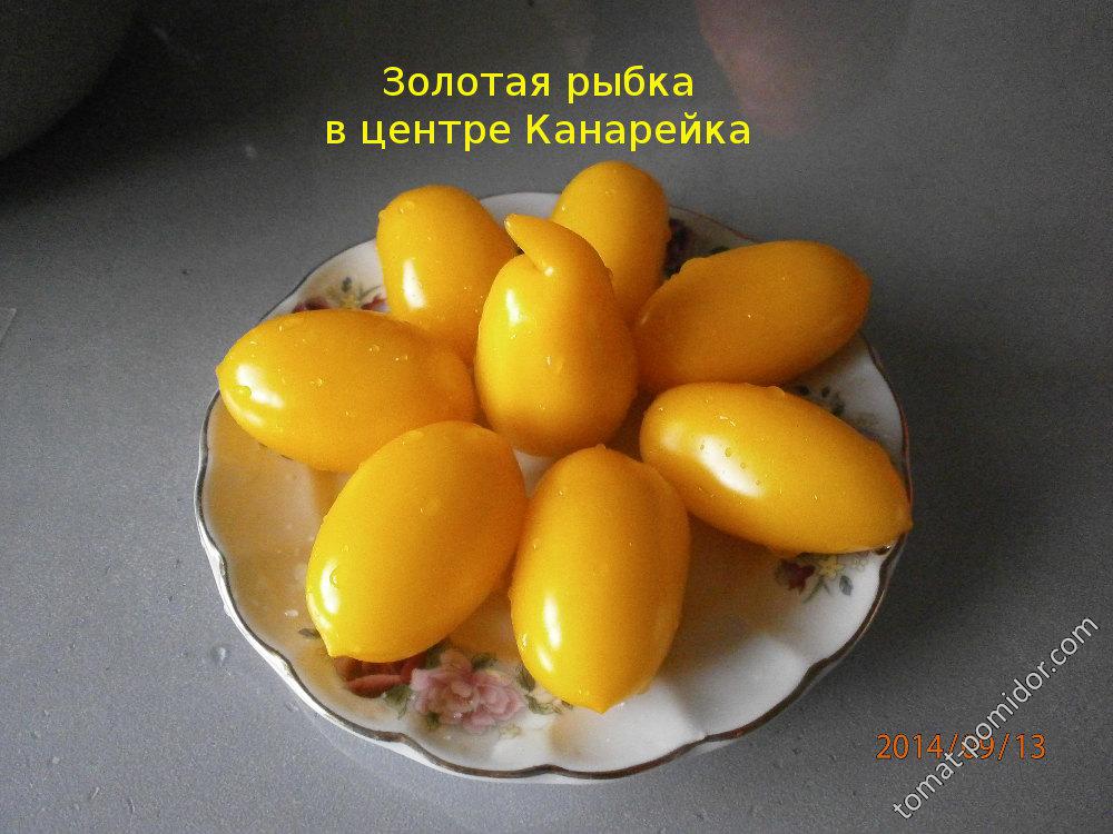 золотая рыбка