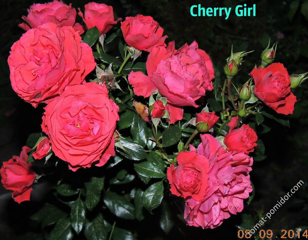 Cherry Girl