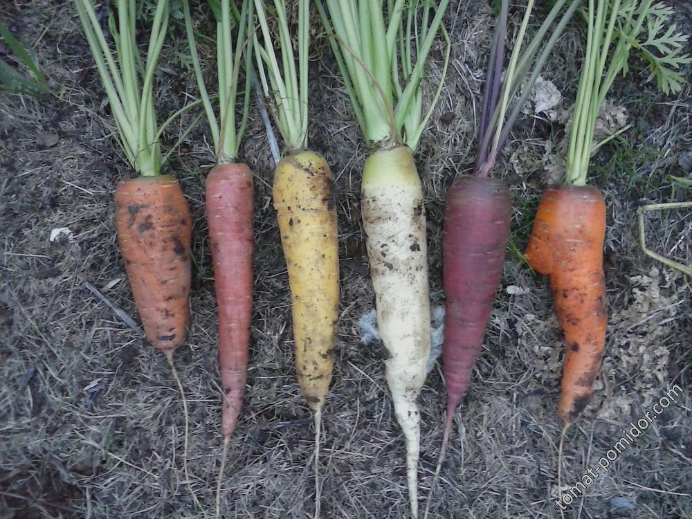Разноцветная морковь