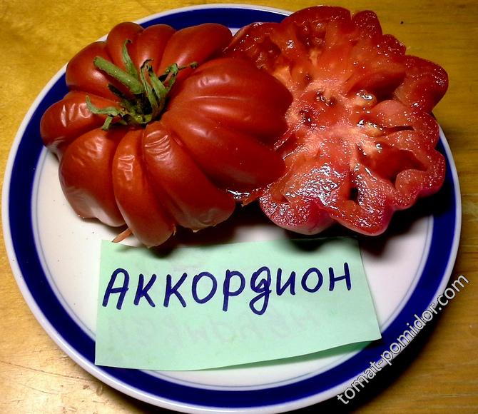 Аккордеон