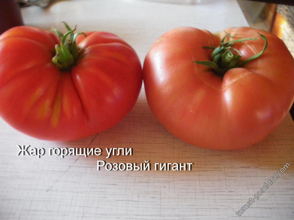 Розовый гигант