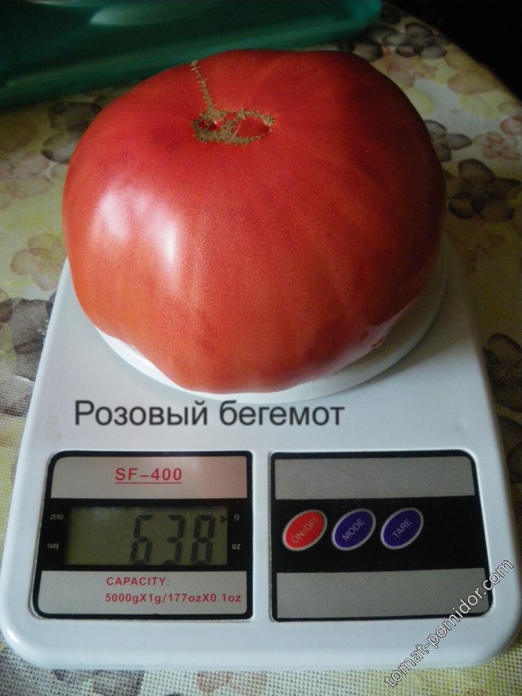 Розовый бегемот