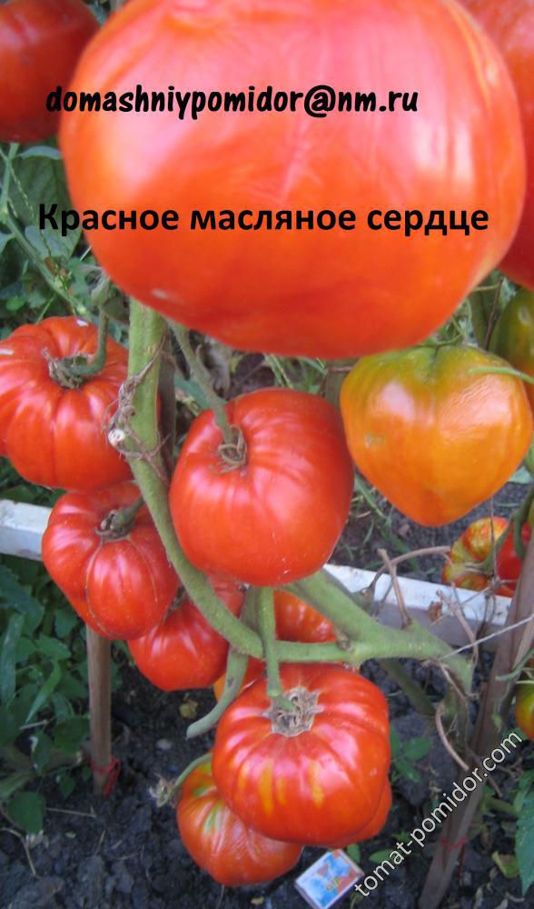 Красное масляное сердце