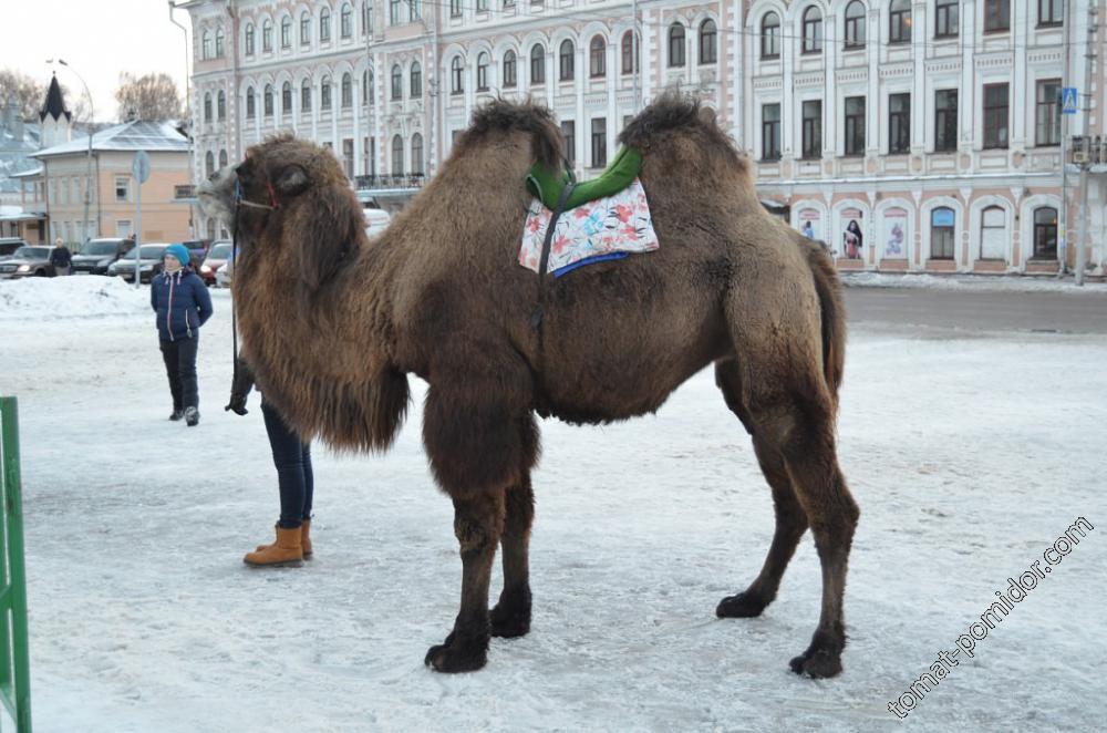 Северный верблюд